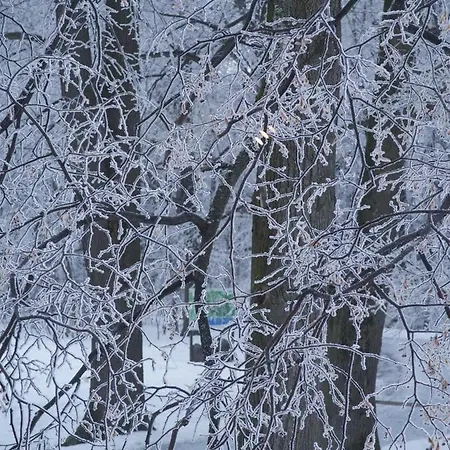 Rekovice Konukevi *